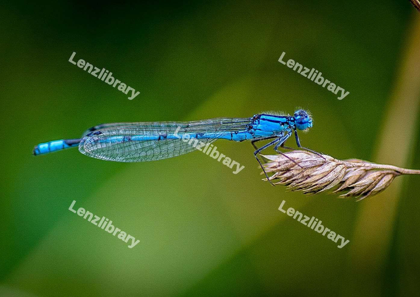 Electric Blue Dragonfly